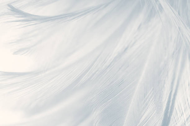 Beautiful white gray colors tone feather texture background